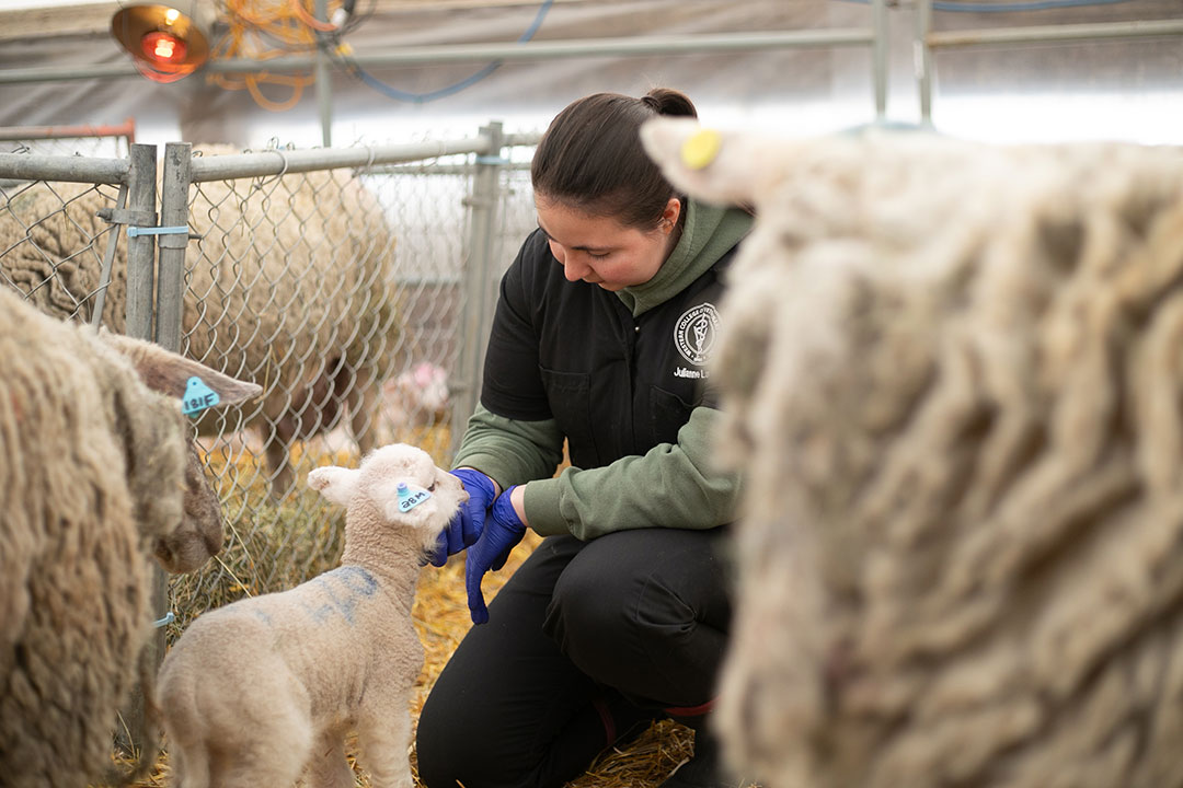 person with lamb