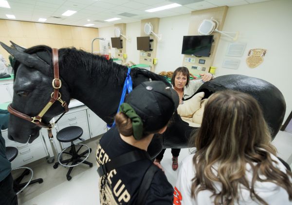 An instructor demonstrates how veterinary students use a full-size model of a horse in their veterinary courses